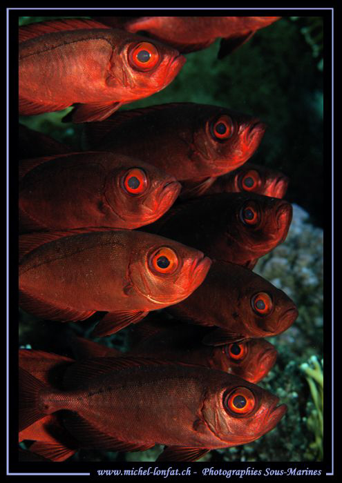 Big Eyes... They don't look very happy... Que du bonheur.... by Michel Lonfat 
