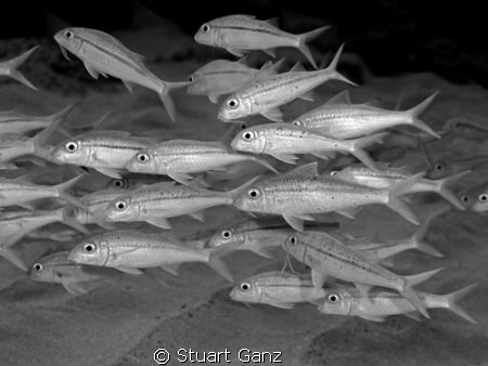 School of goat fish by Stuart Ganz 