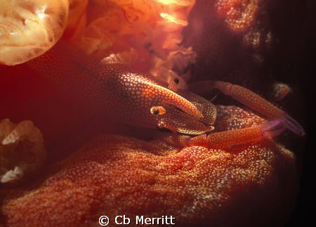 Periclimenes imperator shrimp on swimming Spanish Dancer ... by Cb Merritt 