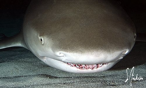 As we settled on the sand bottom at Tiger Beach, there wa... by Steven Anderson 