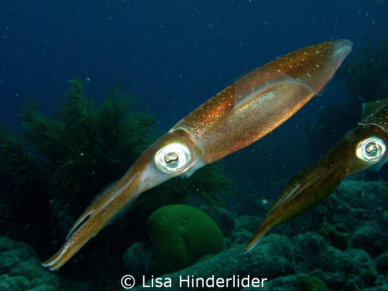 Eye see you! by Lisa Hinderlider 