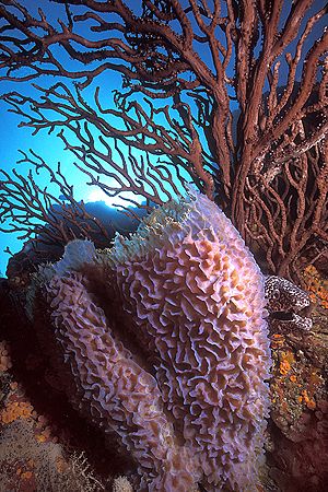 Secret Moray / Los Roques, Venezuela by Federico Cabello 