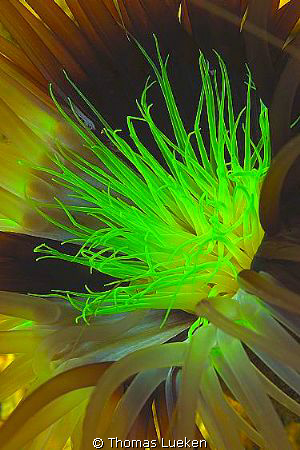 found in Lembeh; D200 by Thomas Lueken 