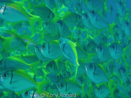 in amongst a school by Tony Ronald 
