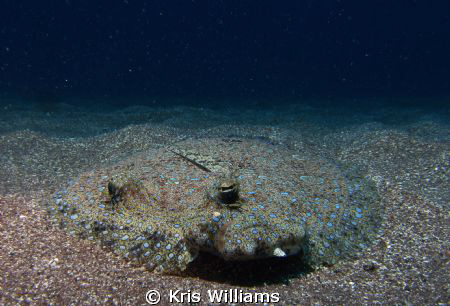 Peacock Flounder by Kris Williams 