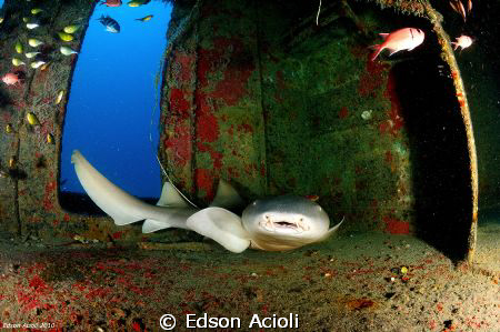 Entering the house of the shark. Nikon D90, Tokina 10-17m... by Edson Acioli 
