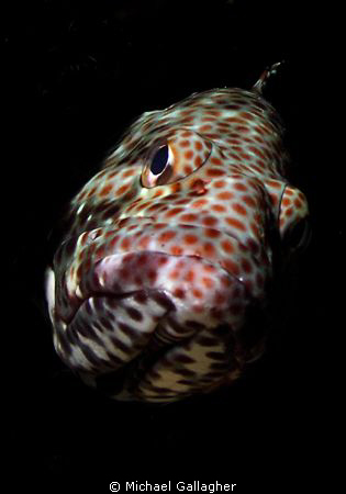 My first serious attempt at snoot photography - honeycomb... by Michael Gallagher 