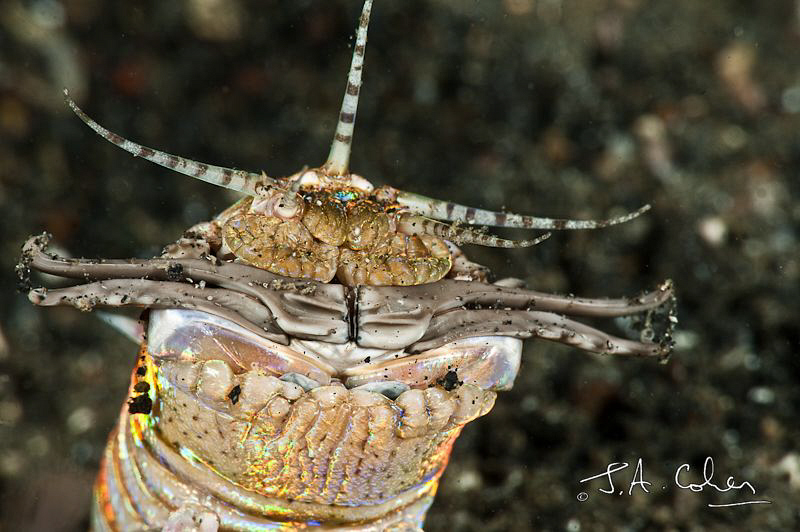 Bobbit Worm by Julian Cohen 