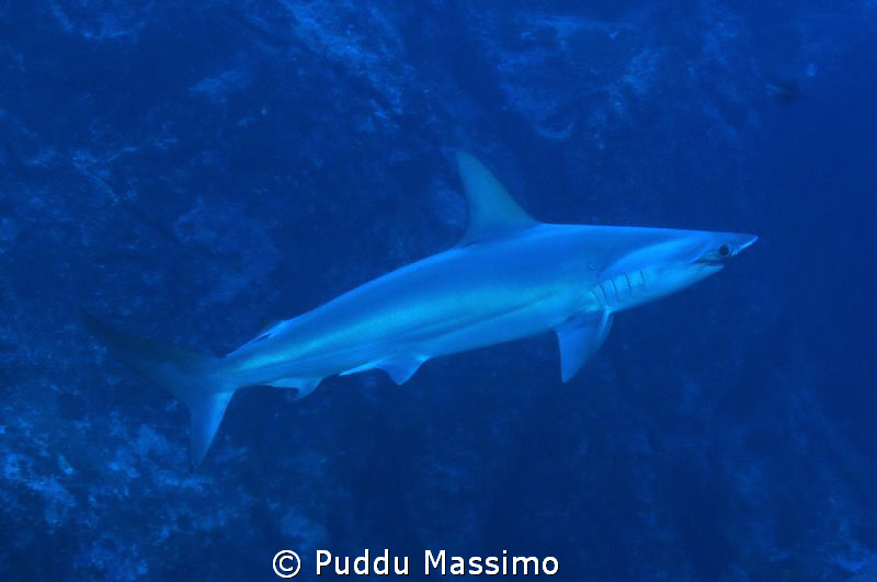 hammershark,nikon d2x 17-35mm by Puddu Massimo 