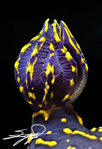 The gills of Cryptobranch dorid nudibranch "Hypselodoris ... by Nicholas Samaras 
