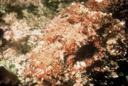 Scorpion fish @ night -Little Cayman BWI using 28mm Nikko... by Eddie Jones 
