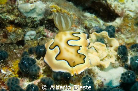 Nikon d70 60mm by Alberto D'este 