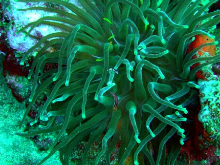 Shot in Dominica...can't find Nemo there! by Tina Perkins 