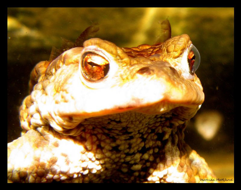 Frog Life III. by Veronika Matějková 
