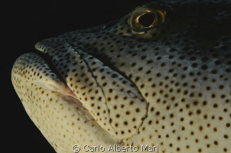 Potato Grouper by Carlo Alberto Mari 