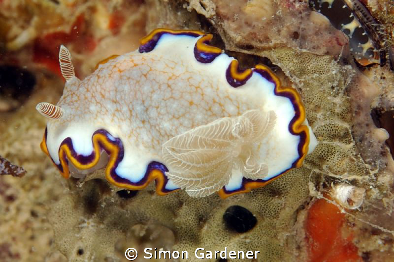 shot with nikon and 50mm macro by Simon Gardener 