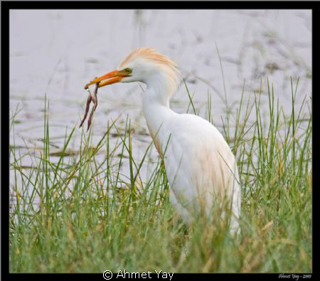 cattle egret by Ahmet Yay 