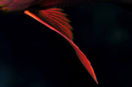 Fin of a Paddletail Snapper by Paul Colley 