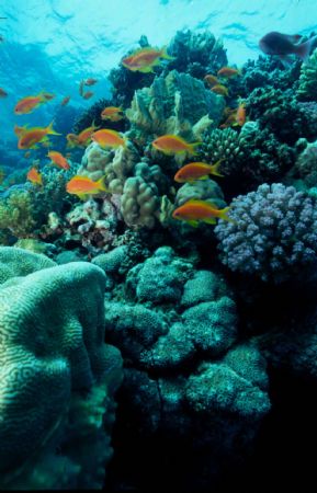 taken in dahab at a site called the golden blocks by John Newman 