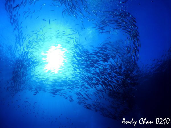 Schooling Bigeye Jack - Tulamben Shipwreck
Canon G11 + N... by Andy Chan 