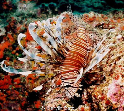Lion Fish posing on a ledge.  Nikonos V 28mm with Ikeligh... by Marylin Batt 
