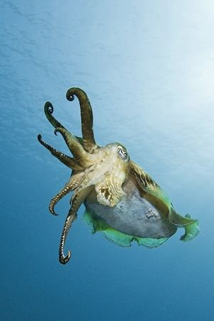 “ seven and a half “
Just seven and a half tentacles, bu... by Roland Bach 