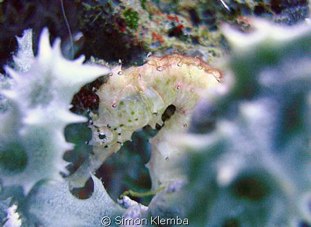 Seahorse by Simon Klemba 