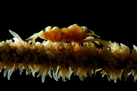 A Whip Coral Goby lit from the back and front. by Steve De Neef 