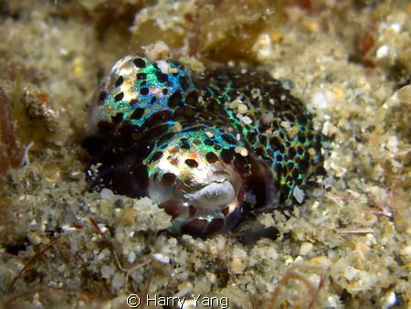 Bobtail Squid~    Casio EX-Z1000 by Harry Yang 