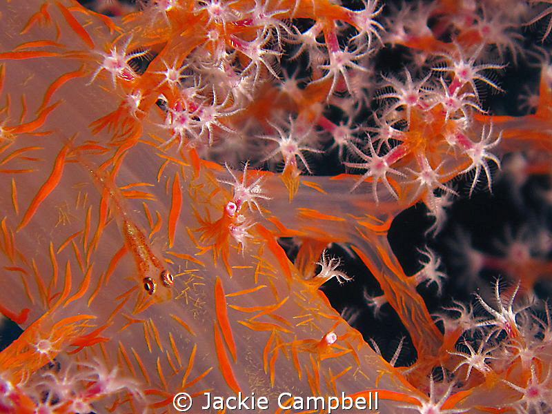 Camouflage.
 by Jackie Campbell 