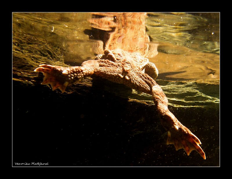 Frog Life IV. by Veronika Matějková 
