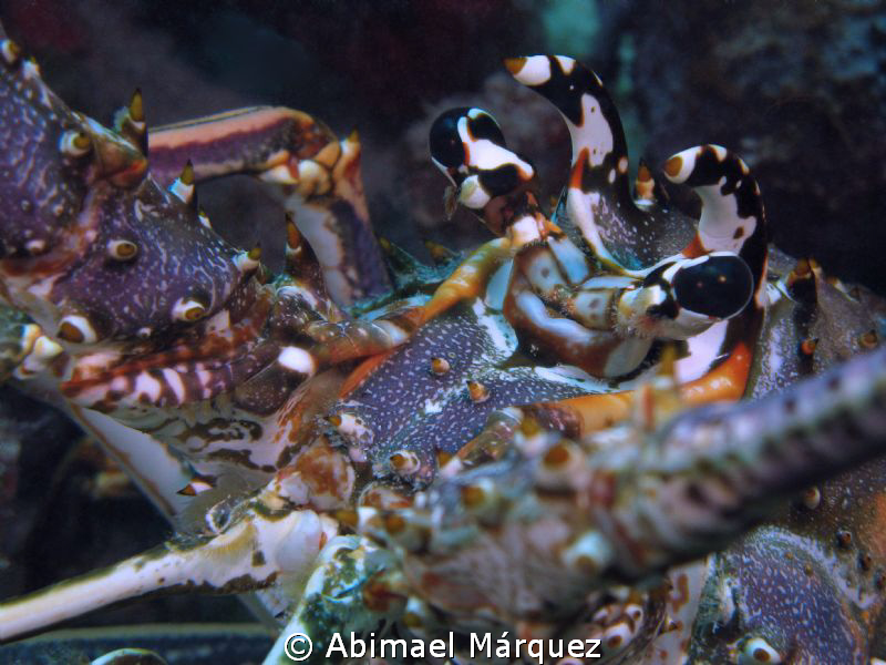 an approach to Caribbean lobster by Abimael Márquez 