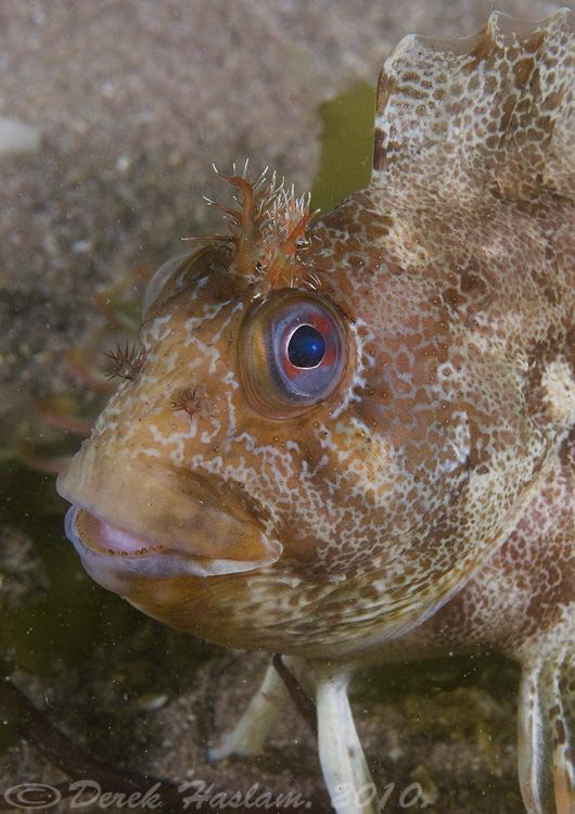 Tompot blenny. Babbacombe. Devon. D200, 60mm. by Derek Haslam 