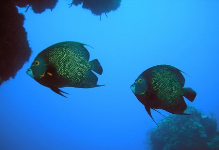 Dynamic Duo, Cozumel, Mexico by Ken Dean 