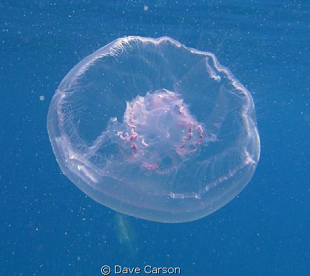 Although very common, there is a distinct beauty to the M... by Dave Carson 