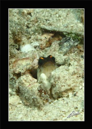 Jaw fish in Borneo have yellow "eyebrows" compared to tho... by Adriano Trapani 