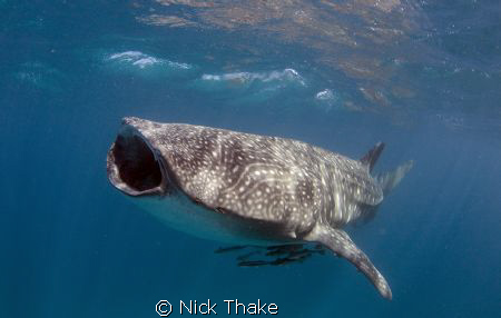 Feed Me!! A 6m male whaleshark feeding off ningaloo reef ... by Nick Thake 
