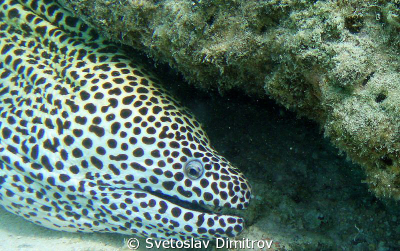 Curious Moray is studing me. by Svetoslav Dimitrov 