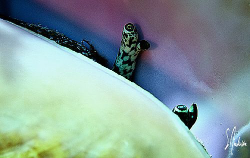 This image of a Conch taking a quick look was taken durin... by Steven Anderson 