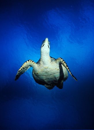 Returning from sunbathing at the surface. Roatan, Honduras. by Shawn Jackson 