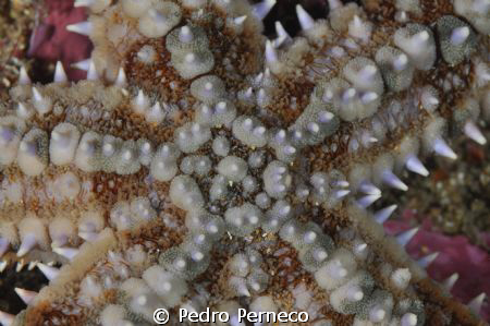 Portugal - Sesimbra by Pedro Perneco 