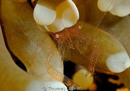 found in Lembeh; D200 by Thomas Lueken 