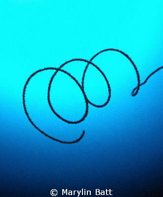 Whip Coral curling into clear open water, Nikonos V 28mm ... by Marylin Batt 