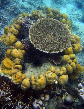 I shot this beautiful coral formation for its graphic val... by Yves Rubin 