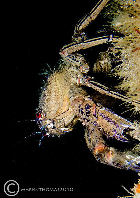 Velvet swimming crab on pier leg.
Trefor Pier, N. Wales.... by Mark Thomas 