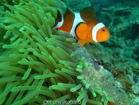 Clown Fish (everyone fav) by Tony Ronald 