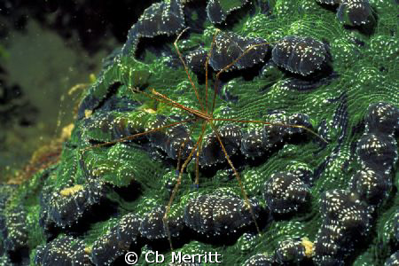 Arrow crab on coral - by Cb Merritt 