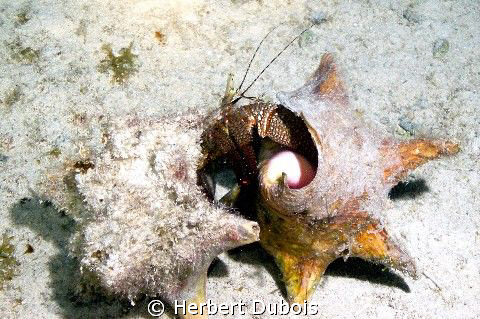Moving Day - Night photo taken in front of Scuba Club Coz... by Herbert Dubois 