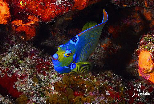 This image of a Queen Angel was taken during a dive at on... by Steven Anderson 