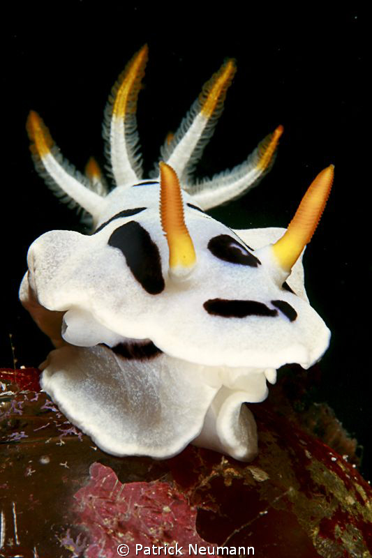 nudi by Patrick Neumann 